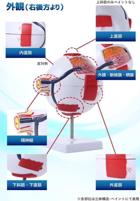 パカッと開けて分解できる6倍サイズの拡大眼球模型