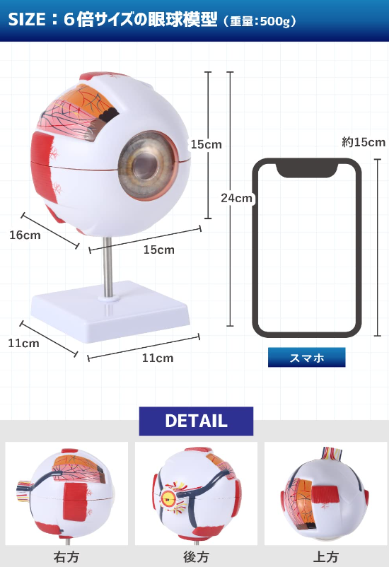 パカッと開けて分解できる6倍サイズの拡大眼球模型