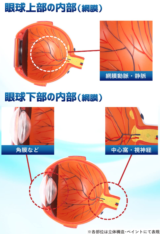 パカッと開けて分解できる6倍サイズの拡大眼球模型